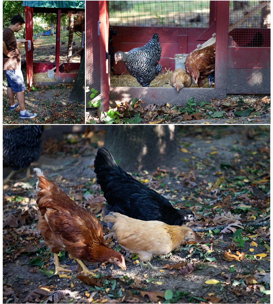chickens oct